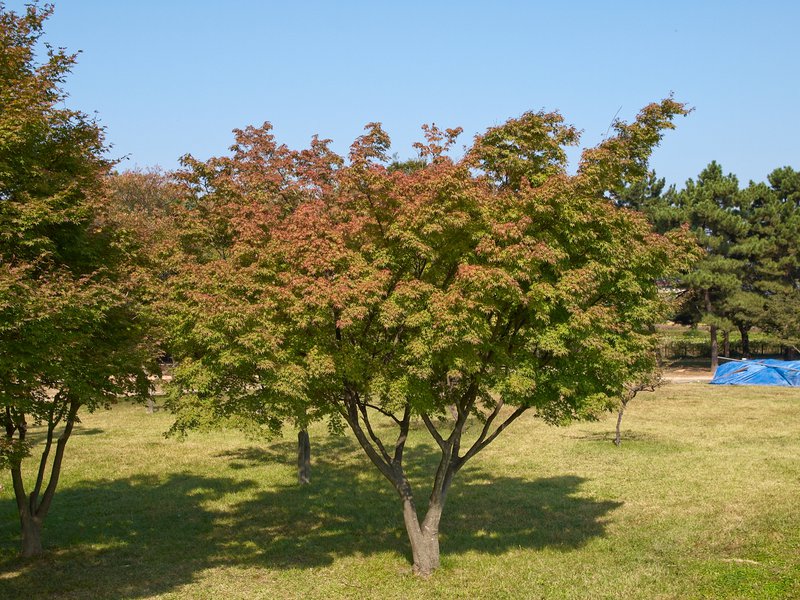 Gyeongju